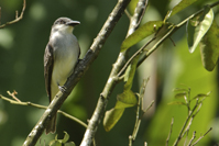 Tyrannus crassirostris